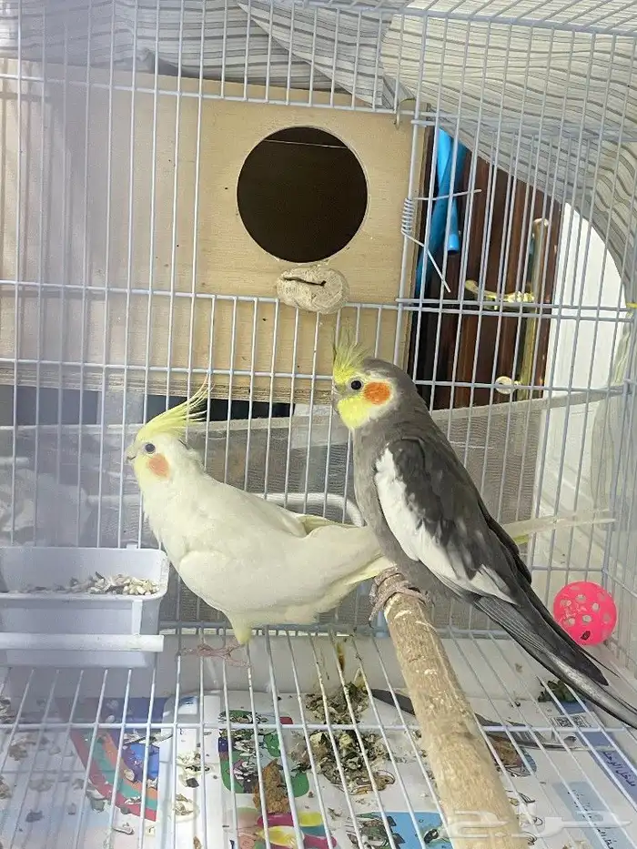 جوز كروان منتج 0