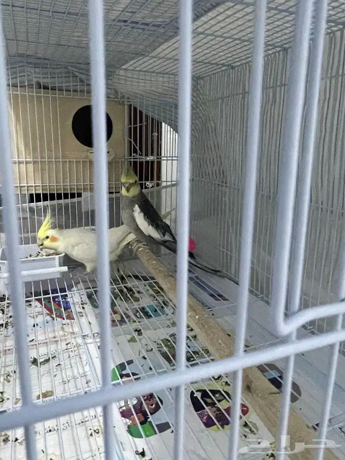 جوز كروان منتج 1