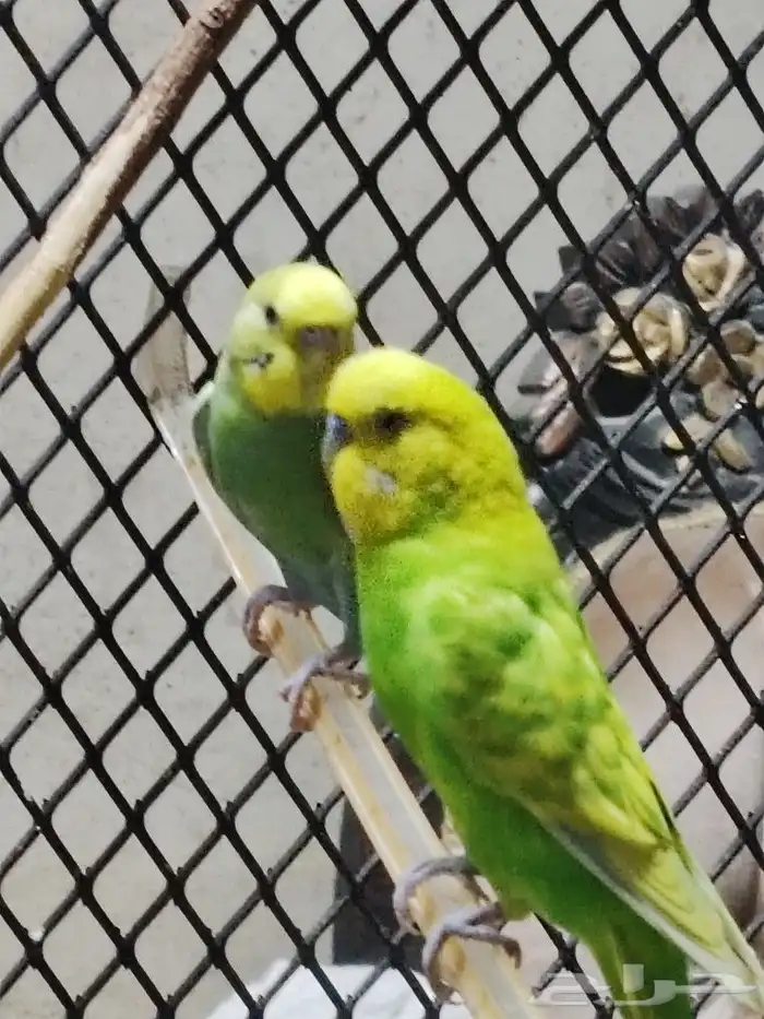 bugies pairs Colony for sale with cage size 100x100x100 6pai 1