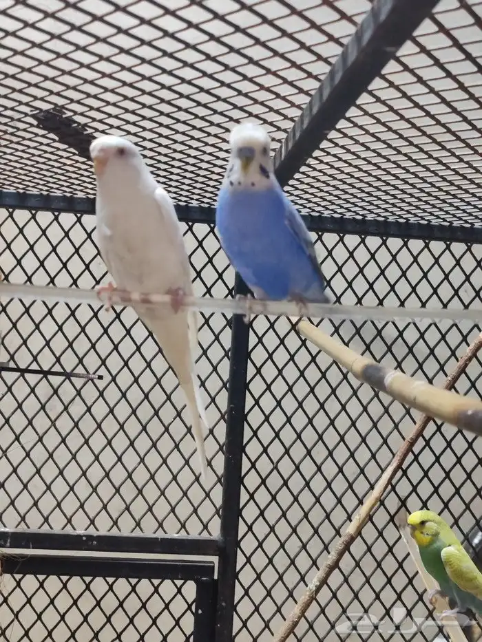 bugies pairs Colony for sale with cage size 100x100x100 6pai 2