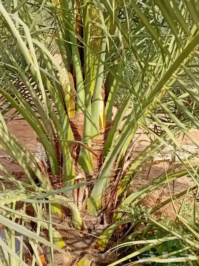 ل نخل نوايا موجود 1