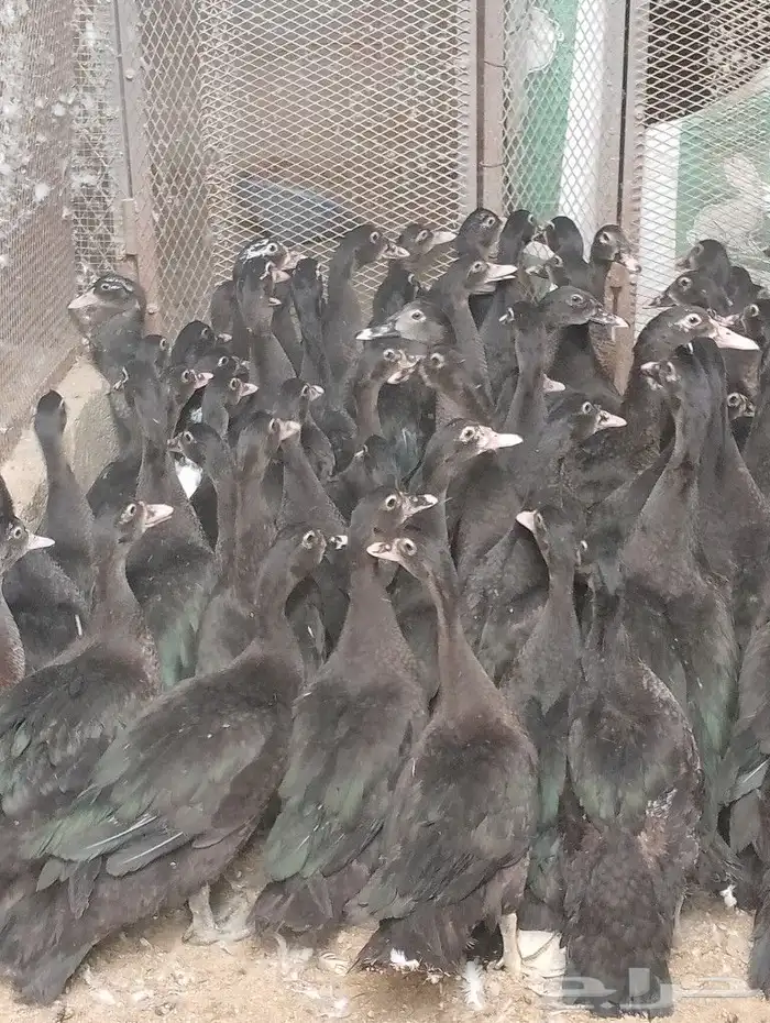 بط اسود 1