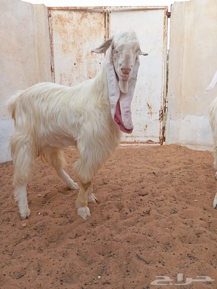 ماعز 1