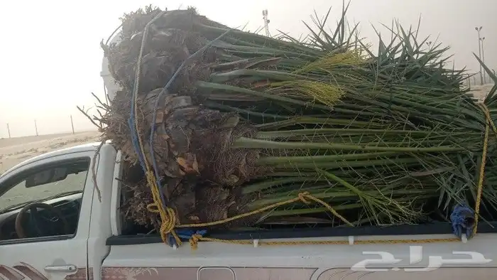 نخل خلاص ومشكلات 2