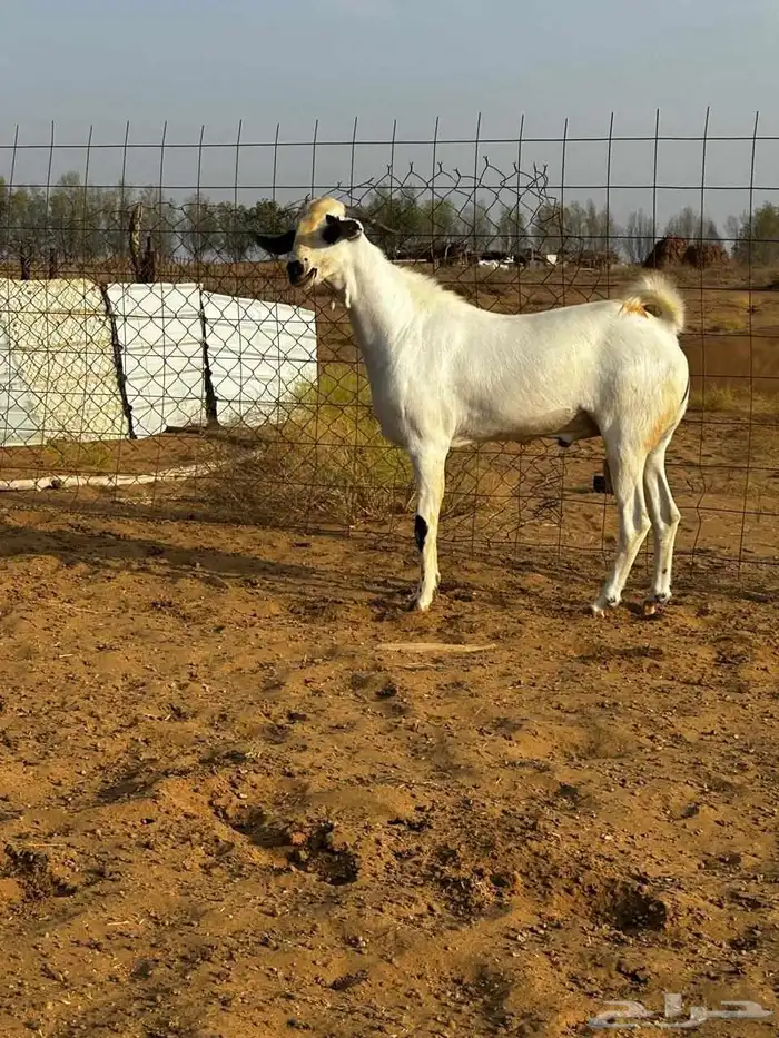 فحل بيشي اكحل 1