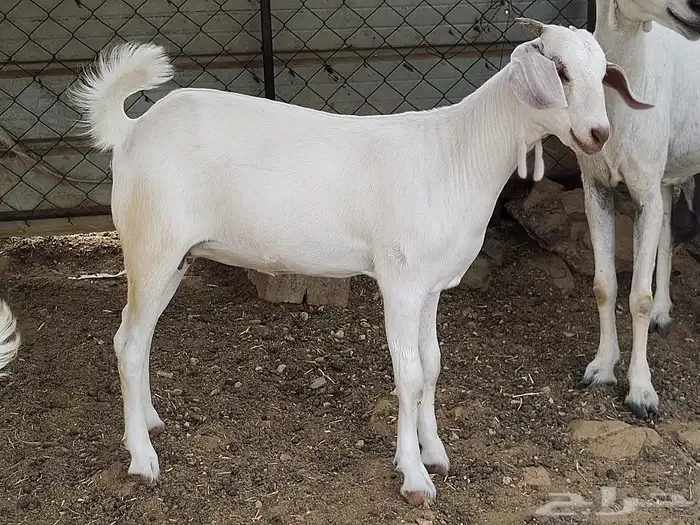 جفير برص فواخر مشالله تبارك الله 2