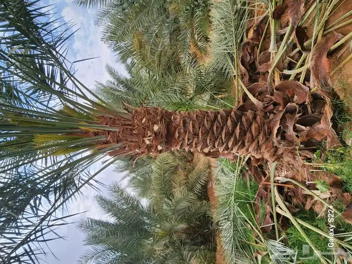 نخيل مثمر 8