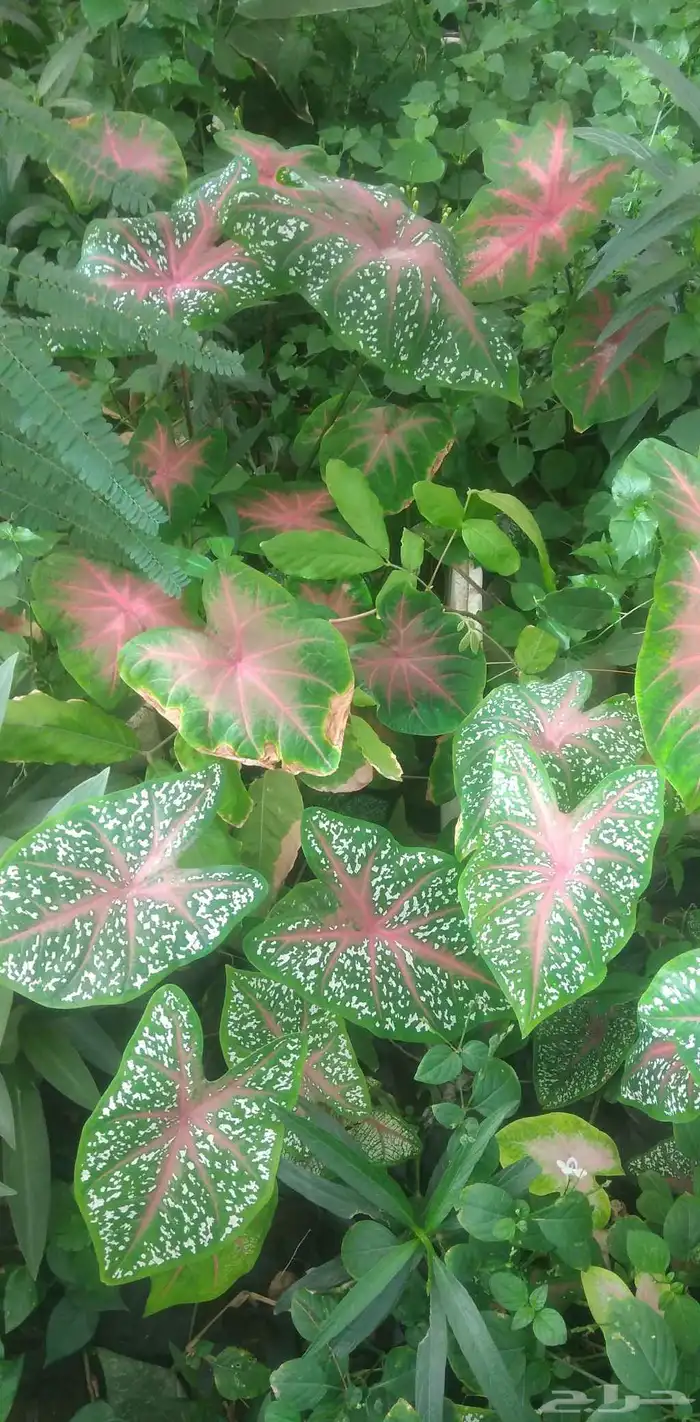شتلات كلاديون  caladium  داخلية لون نقشة وشكل نادرفي  سعودي 16
