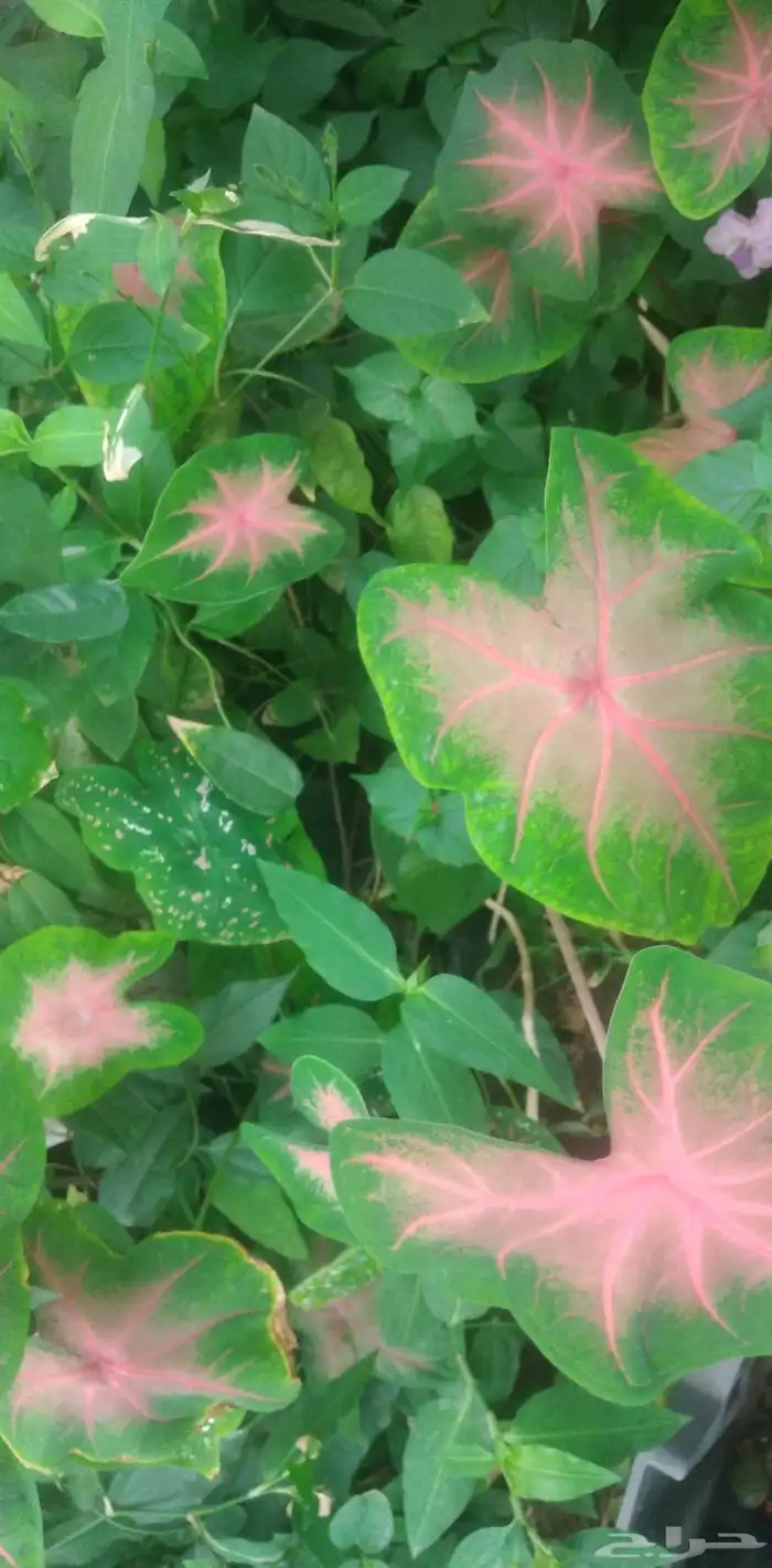 شتلات كلاديون  caladium  داخلية لون نقشة وشكل نادرفي  سعودي 15