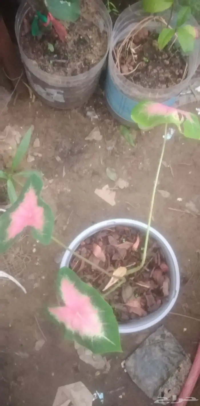 شتلات كلاديون  caladium  داخلية لون نقشة وشكل نادرفي  سعودي 14