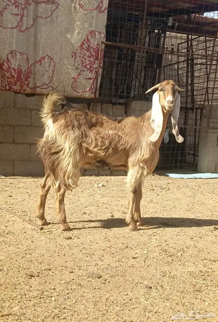 جذعه مشروكه مسحوب عياله و فيا حليب و سمين فل شحم 2