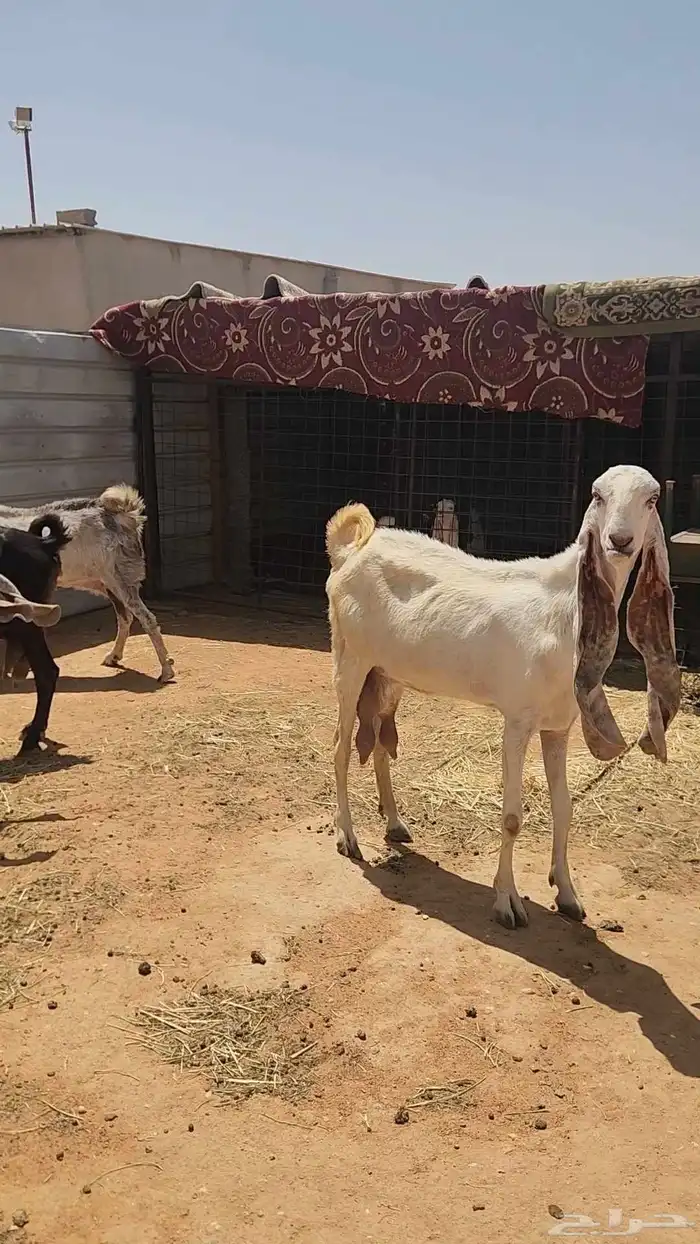 معزاء هولندية مولدة طيبة ثلاث تحتها سبعه 2