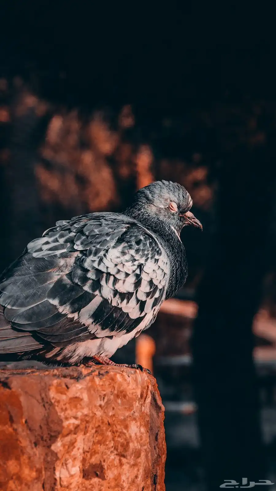 مصور فوتوغرافي 22