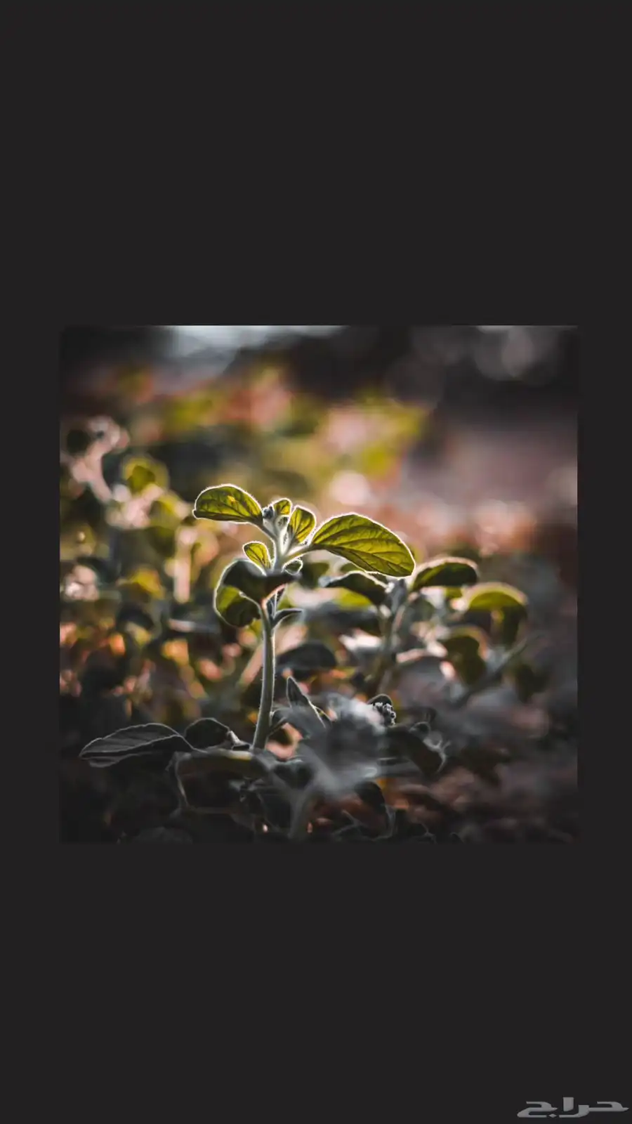 مصور فوتوغرافي 21