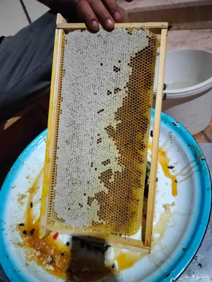 عسل سمره تهامه على مستوى 0