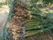 فسايل نخل 8