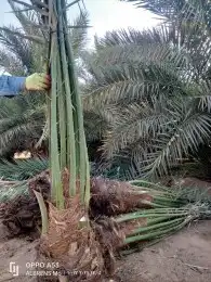 فسايل نخل 1