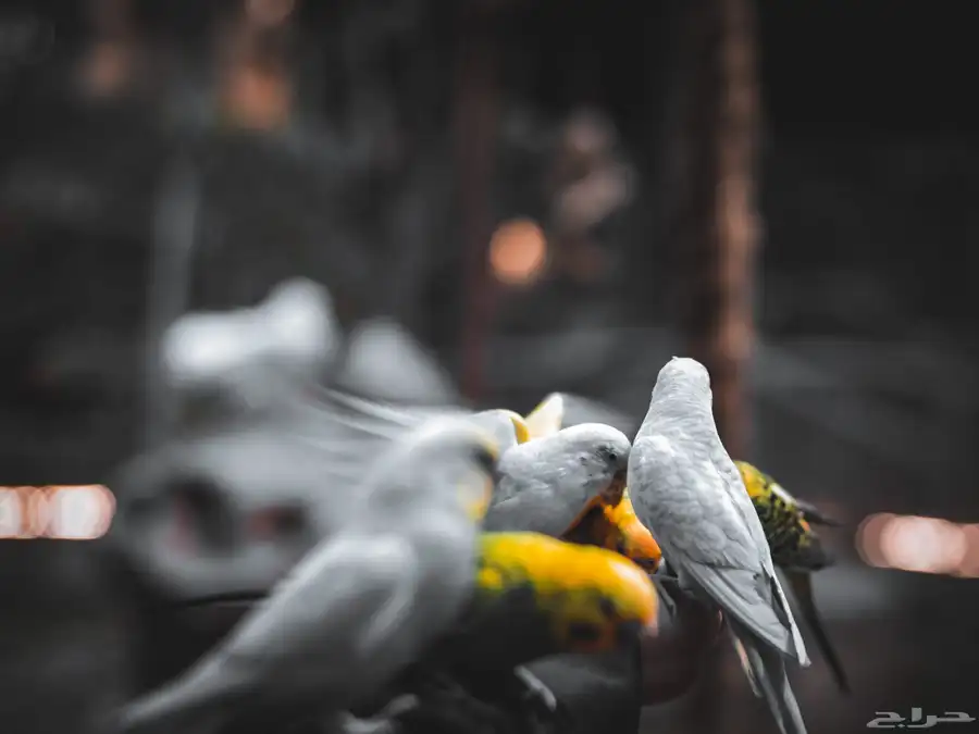 مصور فوتوغرافي 26