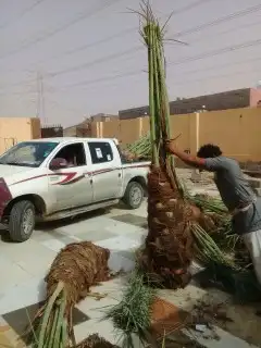 فسايل نخل 0