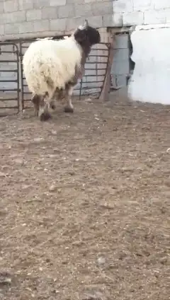 جدع نعيمي صنف للبيع 5