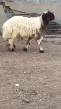 جدع نعيمي صنف للبيع 3