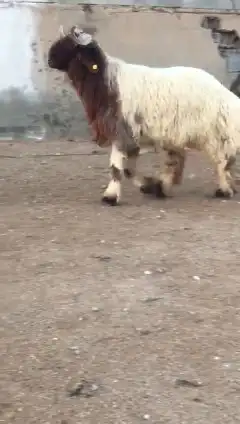 جدع نعيمي صنف للبيع 4