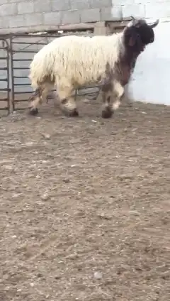 جدع نعيمي صنف للبيع 2