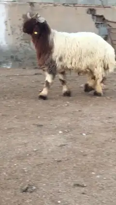 جدع نعيمي صنف للبيع 0