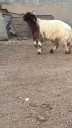 جدع نعيمي صنف للبيع 1