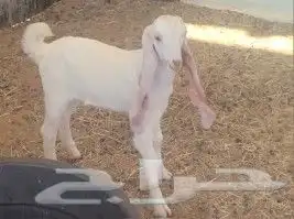 جفره هولنديه بيضاء خصم 2
