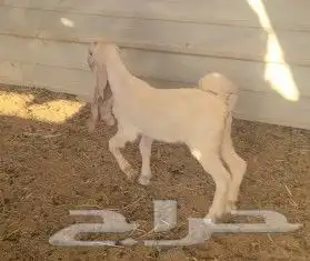 جفره هولنديه بيضاء خصم 5