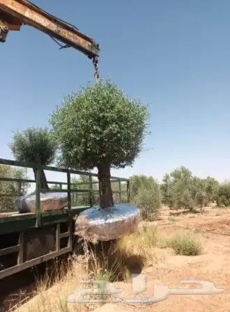 زيتون اسباني اشجار زيتون مراكن نيبالي قزم متفرع نخل زينة مثم 9