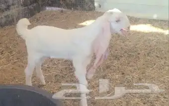 جفره هولنديه بيضاء خصم 7