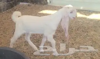 جفره هولنديه بيضاء خصم 3