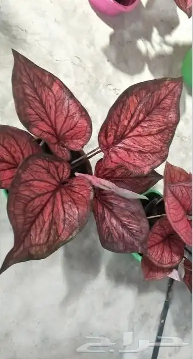 شتلات كلاديون  caladium  داخلية لون نقشة وشكل نادرفي  سعودي 19