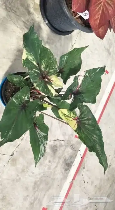 شتلات كلاديون  caladium  داخلية لون نقشة وشكل نادرفي  سعودي 37