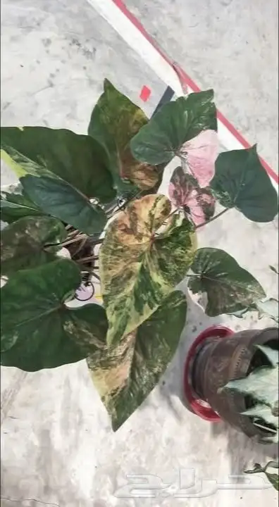 شتلات كلاديون  caladium  داخلية لون نقشة وشكل نادرفي  سعودي 34