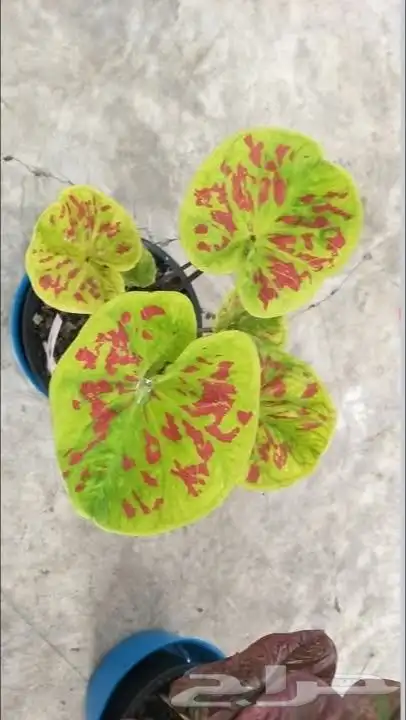 شتلات كلاديون  caladium  داخلية لون نقشة وشكل نادرفي  سعودي 31