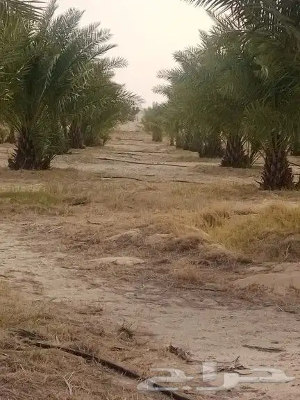 نخل للبيع فسائل ونقايل 7
