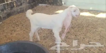 جفره هولنديه بيضاء خصم 10