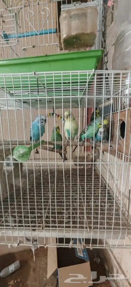 طيور بادجي متبقي 4 2