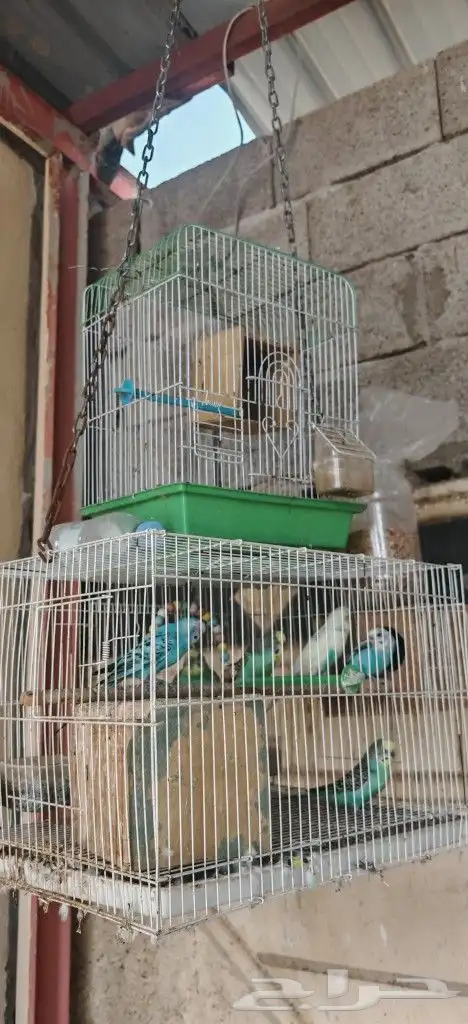 طيور بادجي متبقي 4 0