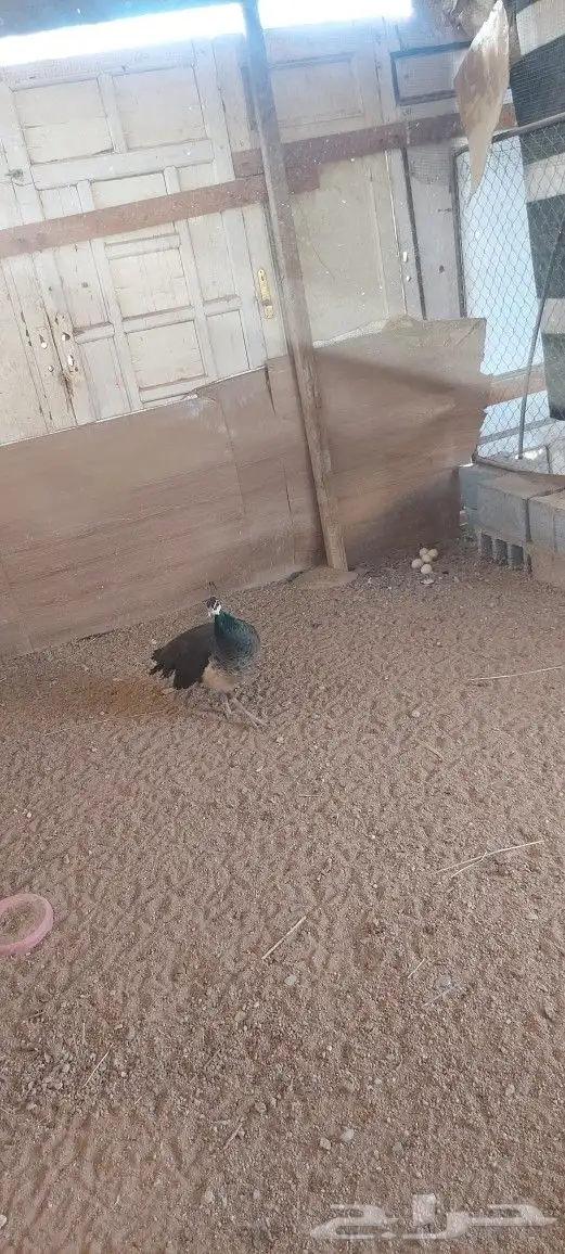 دجاج الطاووس 0