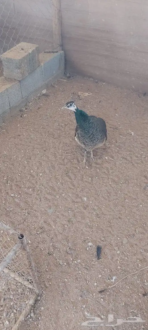 دجاج الطاووس 2