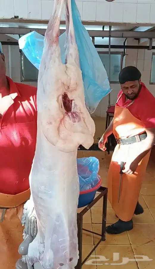 ذبيحتك لباب بيتك مع تأبى وتمارا 1