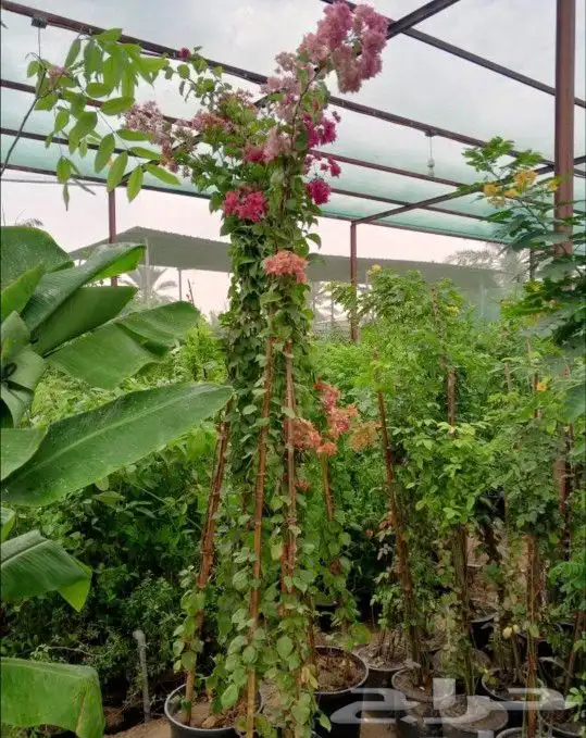 مزارع ومنسق حدائق 2