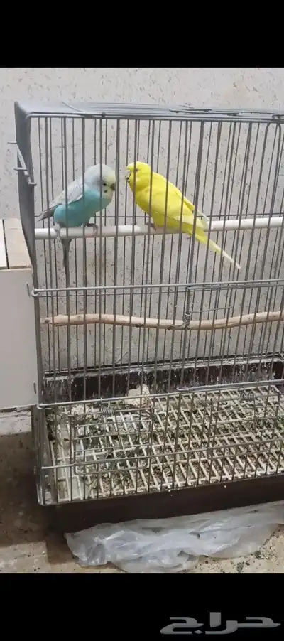للبيع طيور ال بادجي وليف 0