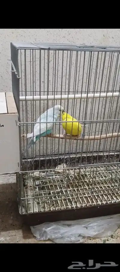 للبيع طيور ال بادجي وليف 1