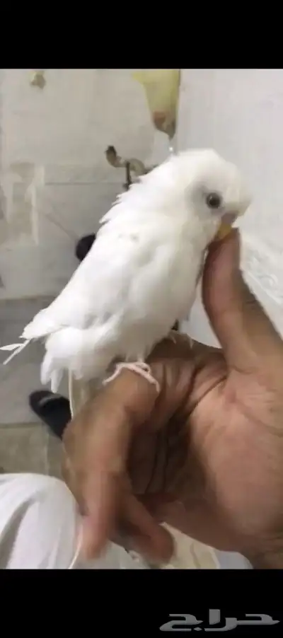للبيع طيور ال بادجي وليف 2