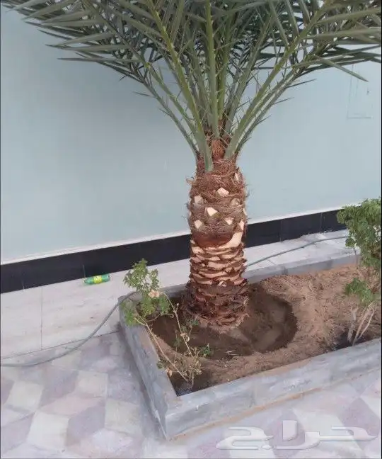 مزارع ومنسق حدائق 3